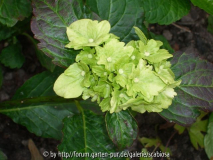 Hydrangea 'Magic Jade'