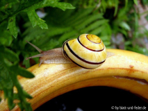 Schnecke in Gelb