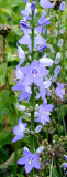 Campanula pyramidalis