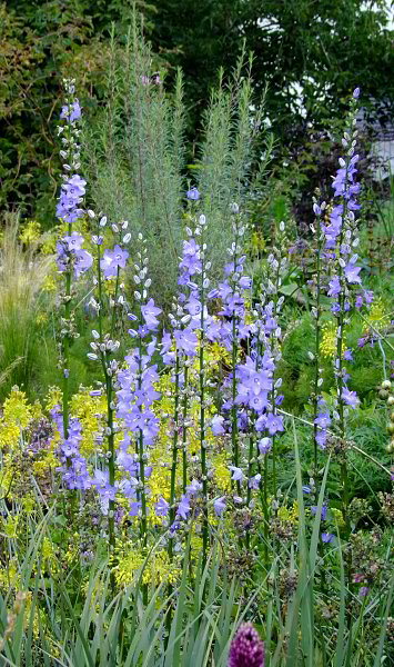 Campanula pyramidalis
