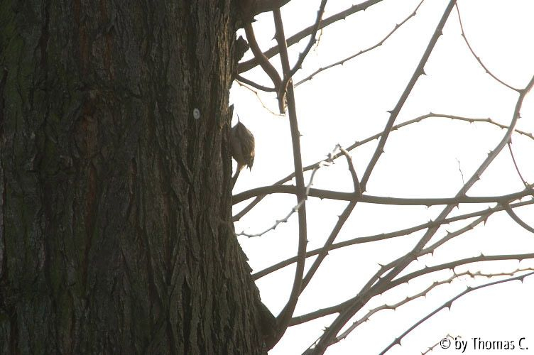 Rheinspaziergang 30: Putzervogel