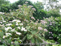 Samthortensie im öffentlichen Garten