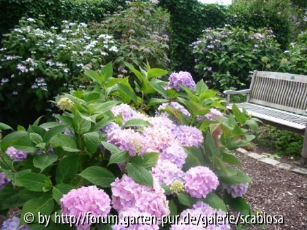 Hortensien im öffentlichen Garten