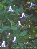 'Betty Corning'