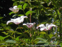 C. 'Huldine'