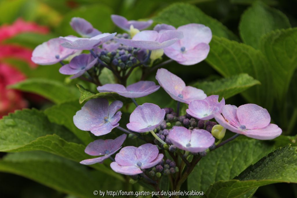 Tellerhortensie unbekannt