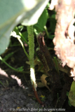 H. aspera sargentiana Ausläufer