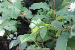Hydrangea unbekannt Blattwerk
