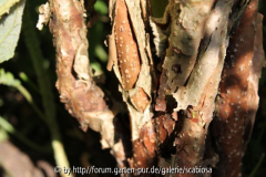 H. aspera sargentiana Stamm