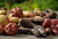 bunte_kartoffeln.jpg