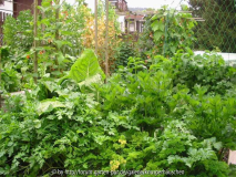 Gemüsegarten Juli 2011 10.jpg