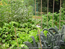 Gemüsegarten Juli 2011 9.jpg