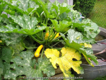 Gemüsegarten Juli 2011 8.jpg