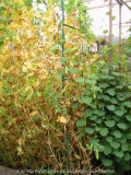 Gemüsegarten Juli 2011 7.jpg