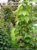 Gemüsegarten Juli 2011 6.jpg