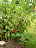 Gemüsegarten Juli 2011 5.jpg