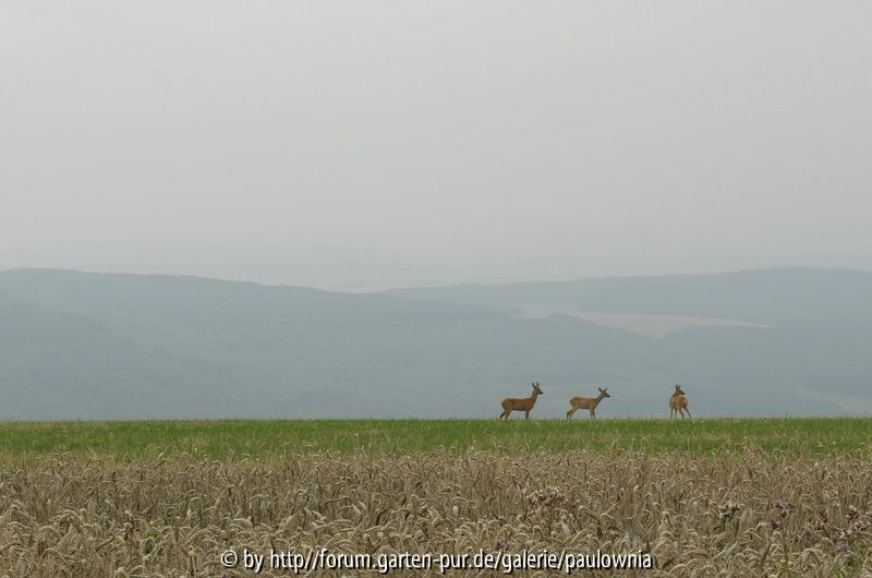 Rehe
