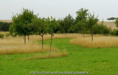 Gräser 05