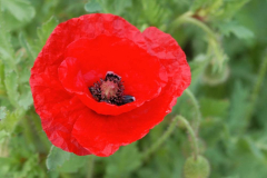 Mohn Red Blob