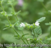 melissenzeuch1?