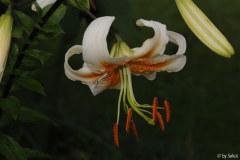 Lilium Brigth Star 20110709.jpg