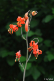 Lilium callosum 20110713.jpg
