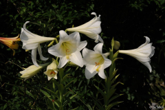 Lilium longiflorum 20110712 (2).jpg