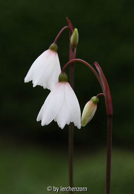 Herbst-Knotenblume (Acis autumnalis (Leucojum autumnale))