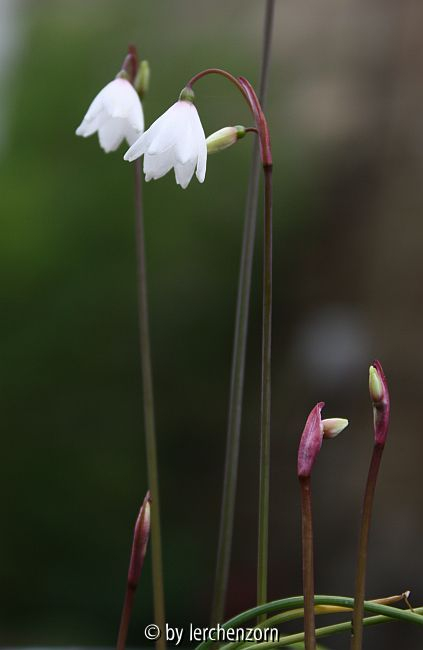 Herbst-Knotenblume (Acis autumnalis (Leucojum autumnale))