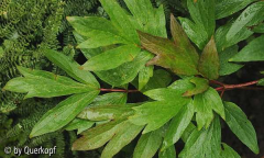 Päonie Kao, Blatt