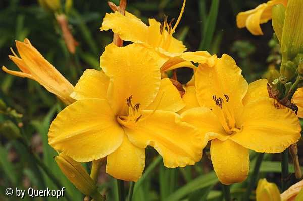 Hem Golden Tycoon