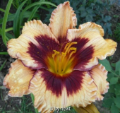 Ed Brown x SC Brazen Bandit