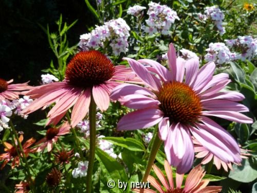 Echinacea 