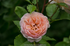 Rose?