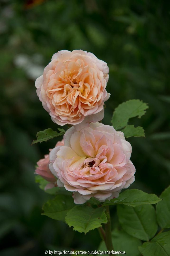 Rose?