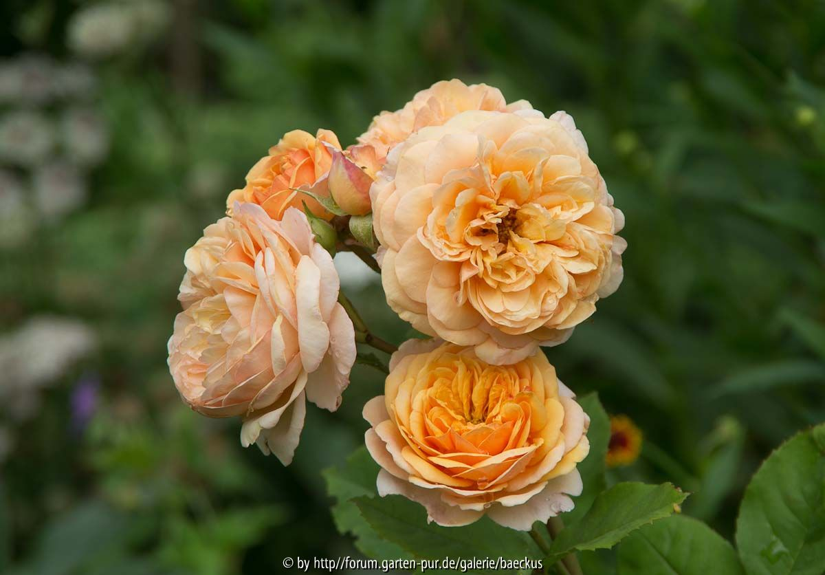 Rose?