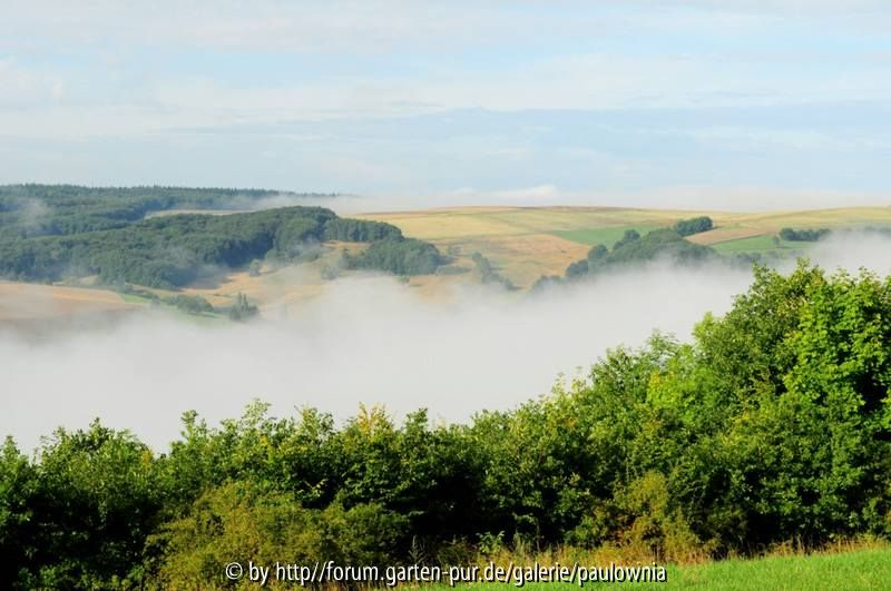 Nebel 3