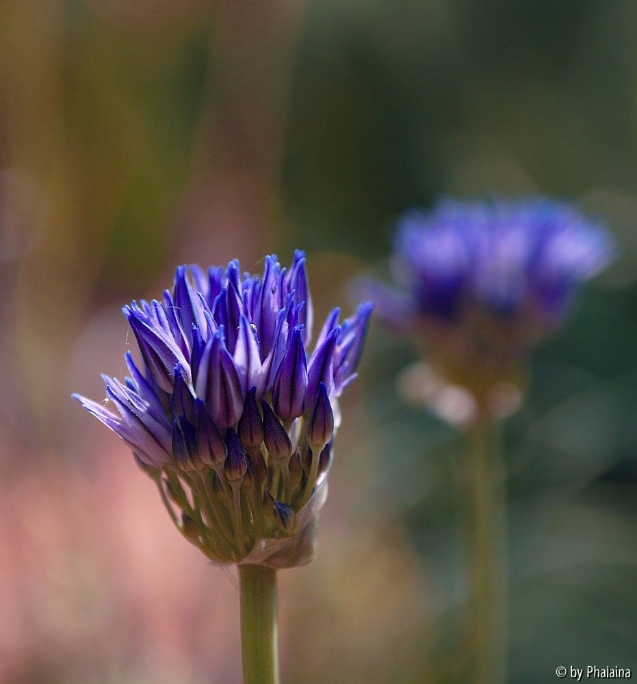 Allium