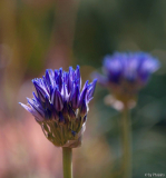 Allium
