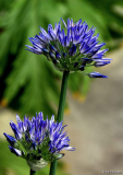 Allium litvinovii