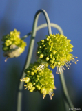 Allium obliquum - 1