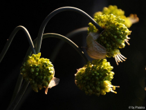 Allium obliquum - 2