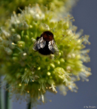 Allium obliquum - 3