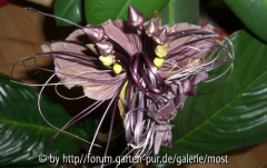 Tacca 1.jpg