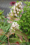 Hydrangea quercifolia unbekannt