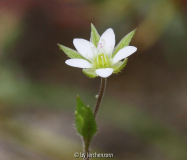 Sandkraut (Arenaria serpyllifolia)