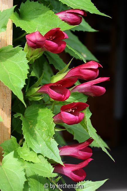 Maurandya-(Lophospermum)-Hybride Red Dragon