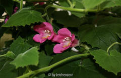 Lophospermum cf. scandens