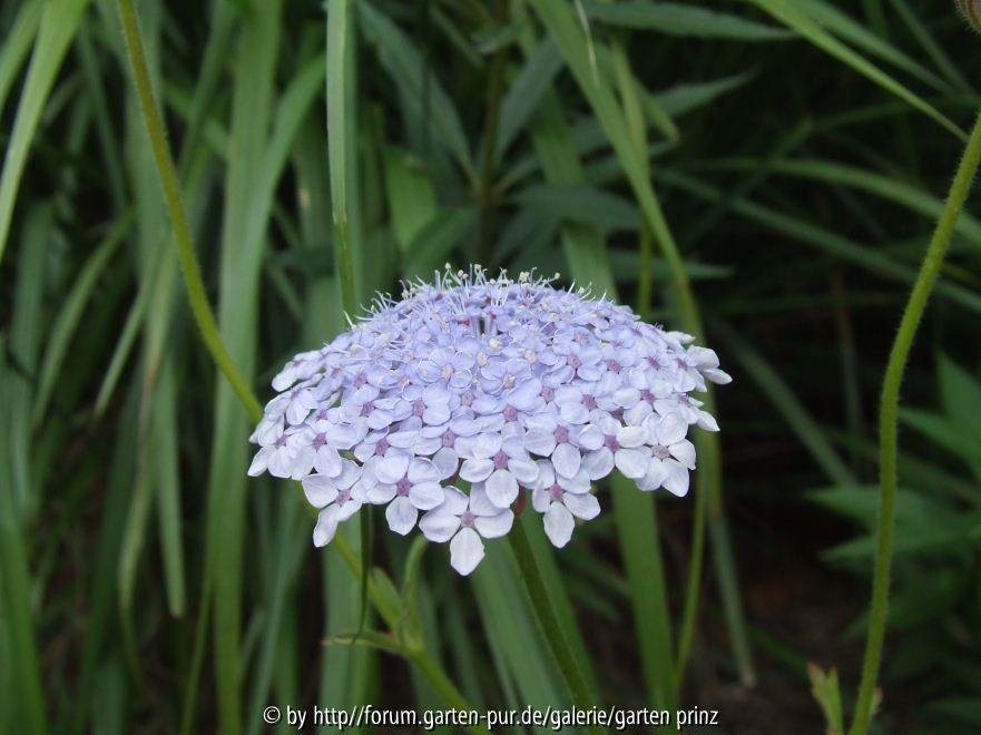 Didiscus caeruleus (2011/07)