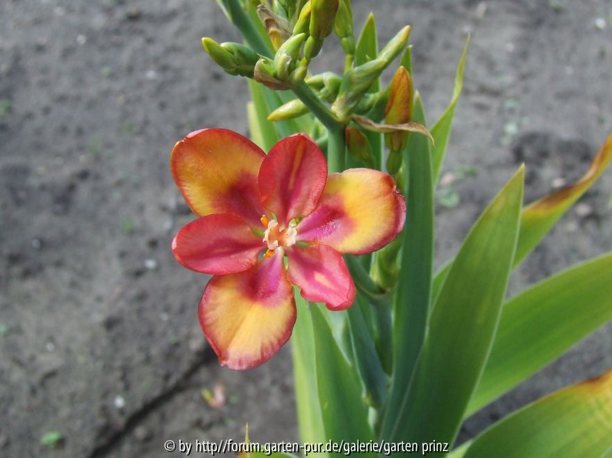 x Pardancanda norrisii (2011/07)